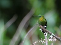Golden-breasted Puffleg - Eriocnemis mosquera