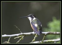 Purple-throated Woodstar - Calliphlox mitchellii