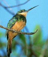 Rufous-tailed Jacamar - Galbula ruficauda