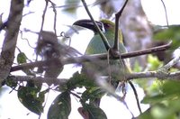 Crimson-rumped Toucanet - Aulacorhynchus haematopygus