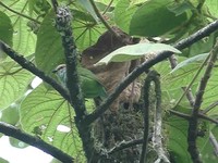 Grauer's Broadbill - Pseudocalyptomena graueri