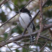 Great Antshrike - Taraba major