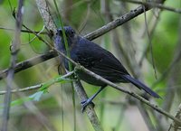 Dusky Antbird - Cercomacra tyrannina