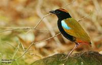 Rainbow Pitta - Pitta iris