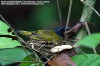 Black-headed Bulbul - Pycnonotus atriceps