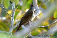 Ochraceous Bulbul - Alophoixus ochraceus