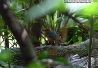 Orange-headed Thrush - Zoothera citrina