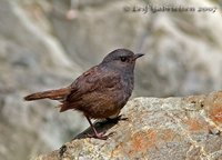 Luzon Robin - Rhyacornis bicolor