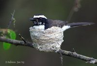 White-browed Fantail - Rhipidura aureola