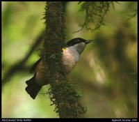 Black-headed Shrike-Babbler - Pteruthius rufiventer