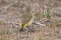 Yellow-rumped Thornbill - Acanthiza chrysorrhoa