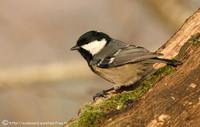 Coal Tit - Periparus ater