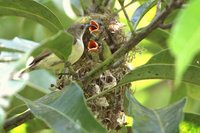 Crimson-backed Sunbird - Leptocoma minima