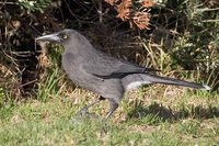 Gray Currawong - Strepera versicolor