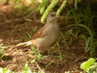 Gray-headed Sparrow - Passer griseus
