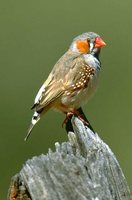 Zebra Finch - Taeniopygia guttata