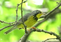 Canada Warbler - Wilsonia canadensis