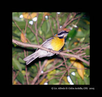 Puerto Rican Spindalis - Spindalis portoricensis