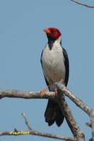 Yellow-billed Cardinal - Paroaria capitata