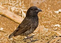 Medium Ground-Finch - Geospiza fortis