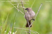 Bay-winged Cowbird - Molothrus badius