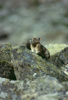 American Pika (Ochotona princeps)