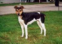 Brazilian Terrier (Fox Paulistinha)