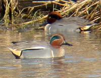 Hybrid Teal. Photo by Greg Gillson