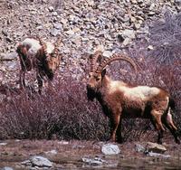 Himalayan Ibex :: Capra sibirica hemalayanus