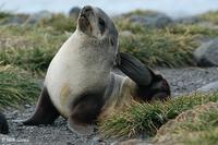 Subantarctic Fur Seal