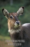 Young Defassa waterbuck , Kobus ellipsiprymnus defassa , Mount Kenya National Park , Kenya stock...