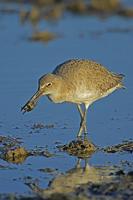 Willet , Catoptrophorus semipalmatus , feeding on crab , Rockport , Texas , USA stock photo