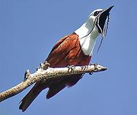 ... the amazing Three-wattled Bellbird (Pete Morris)