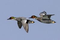 Anas falcata Falcated teal