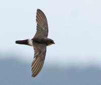 House Swift » Apus affinis