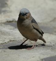 Gray-capped Social-Weaver p.508