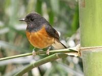 White-rumped Shama