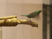 Malachite Sunbird