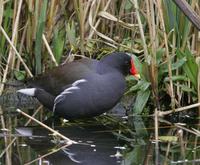 Moorhen (Gallinula chloropus)