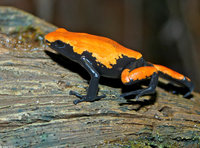 : Adelphobates galactonotus; Splashback Poison Dart Frog