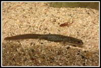 : Ambystoma macrodactylum macrodactylum; Long-toed Salamander