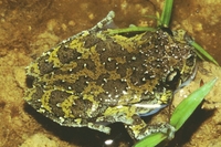 : Dendropsophus nahdereri