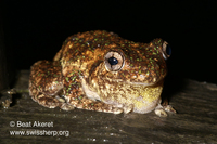 : Litoria tyleri; Tyler's Tree Frog