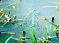 : Phrynobatrachus parvulus; White Lipped Dwarf Puddle Frog