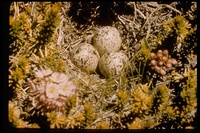 : Actitis macularia; Spotted Sandpiper Nest