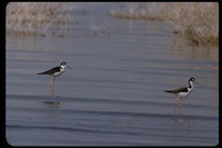 : Himantopus mexicanus; Black-necked Stilt