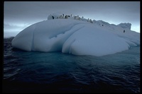 : Pygoscelis adeliae; Adelie Penguin