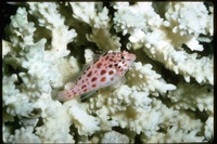 : Cirrhitichthys oxycephalus; Coral Hawkfish