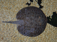 : Potamotrygon humerosa; Freshwater Stingray