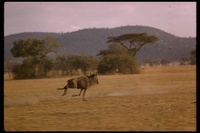 : Connochaetes taurinus; Common Wildebeest